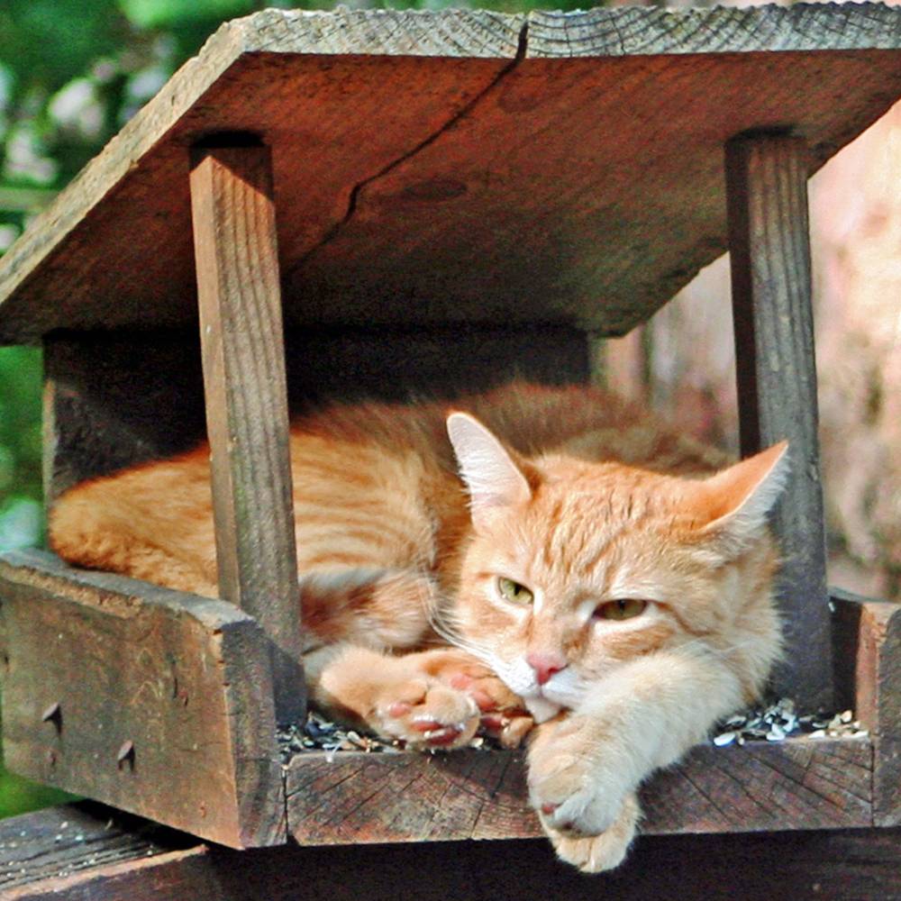 Cat in bird feeder